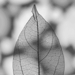 Foto del profilo di altleaf